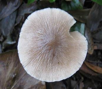 Flockenstieliger Dachpilz, Foto 2