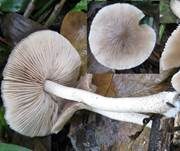 Flockenstieliger Dachpilz, Foto 16