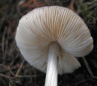 Flockenstieliger Dachpilz, Foto 4