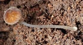 Flockenstieliger Dachpilz, Foto 6