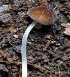 Flockenstieliger Dachpilz, Foto 7