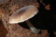 Flockenstieliger Dachpilz, Foto 10