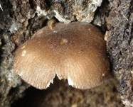 Flockenstieliger Dachpilz, Foto 11