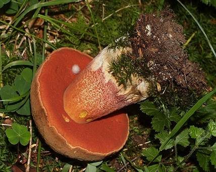 Flockenstieliger Hexenröhrling, Foto 2