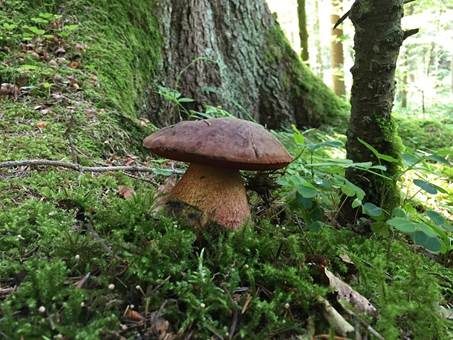 Flockenstieliger Hexenröhrling, Foto 3