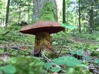 Flockenstieliger Hexenröhrling, Foto 18