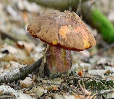 Flockenstieliger Hexenröhrling, Foto 4