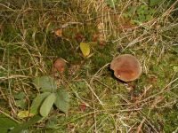 Flockenstieliger Hexenröhrling, Foto 36