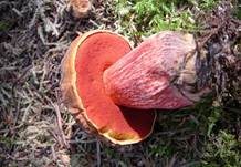 Flockenstieliger Hexenröhrling, Foto 6