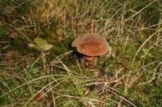 Flockenstieliger Hexenröhrling, Foto 42