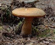 Flockenstieliger Hexenröhrling, Foto 43
