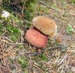 Flockenstieliger Hexenröhrling, Foto 44
