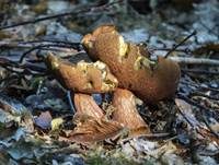 Flockenstieliger Hexenröhrling, Foto 53