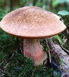 Flockenstieliger Hexenröhrling, Foto 55
