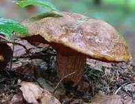 Flockenstieliger Hexenröhrling, Foto 57