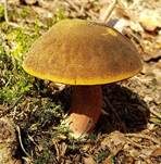 Flockenstieliger Hexenröhrling, Foto 62
