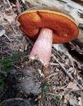 Flockenstieliger Hexenröhrling, Foto 63
