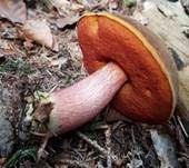 Flockenstieliger Hexenröhrling, Foto 64