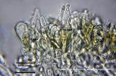 Flockenstieliger Hexenröhrling, Foto 72