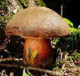 Flockenstieliger Hexenröhrling, Foto 78
