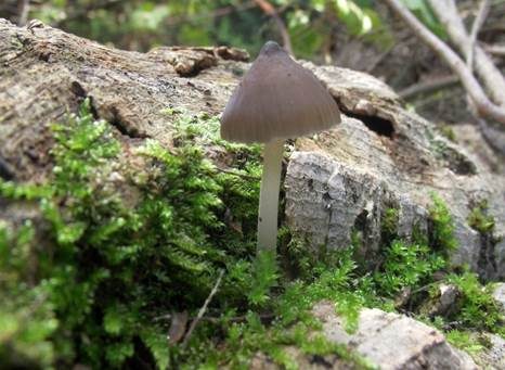 Flockenstieliger Wasserfuß, Foto 3