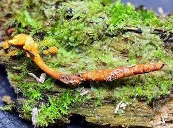 Flockige Insektenkernkeule, Foto 2