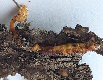 Flockige Insektenkernkeule, Foto 3