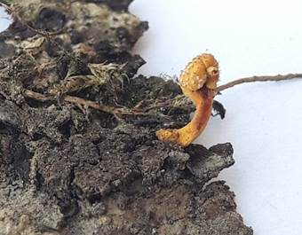 Flockige Insektenkernkeule, Foto 4