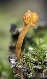 Flockige Insektenkernkeule, Foto 5