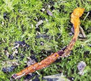 Flockige Insektenkernkeule, Foto 6