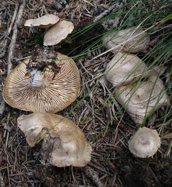 Flockiger Bitterling, Foto 3