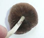 Ausgeflachter Faserling, Foto 14