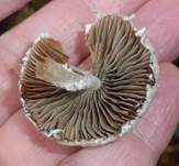 Ausgeflachter Faserling, Foto 18