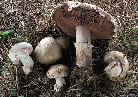 Flockiger Champignon, Foto 2