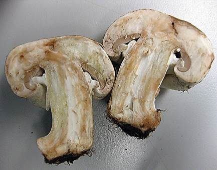 Flockiger Champignon, Foto 3