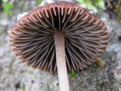 Flockiger Mürbling, Foto 3