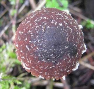Flockiger Mürbling, Foto 5