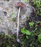 Flockiger Mürbling, Foto 6