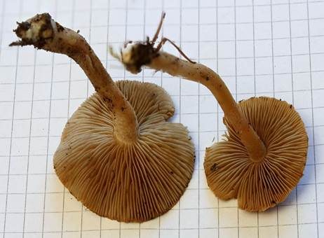 Flockiger Risspilz, Foto 3