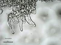 Flockiger Risspilz, Foto 10