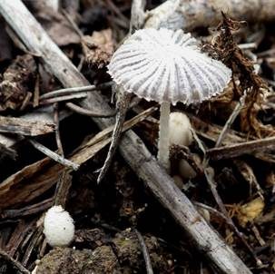 Flockiger Scheibchentintling, Foto 2