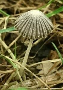 Flockiger Scheibchentintling, Foto 6