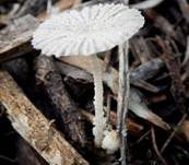 Flockiger Scheibchentintling, Foto 7