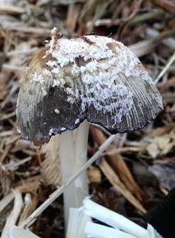 Flockiger Tintling, Foto 4