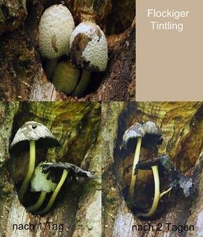Flockiger Tintling, Foto 5