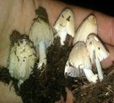 Flockiger Tintling, Foto 7