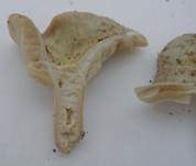 Flügelsporiger Milchling, Foto 13
