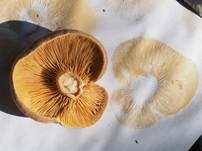 Flügelsporiger Milchling, Foto 18