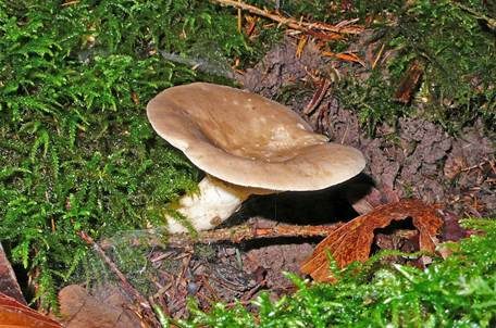 Flügelsporiger Milchling, Foto 4