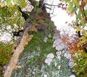 Austernseitling, Foto 12